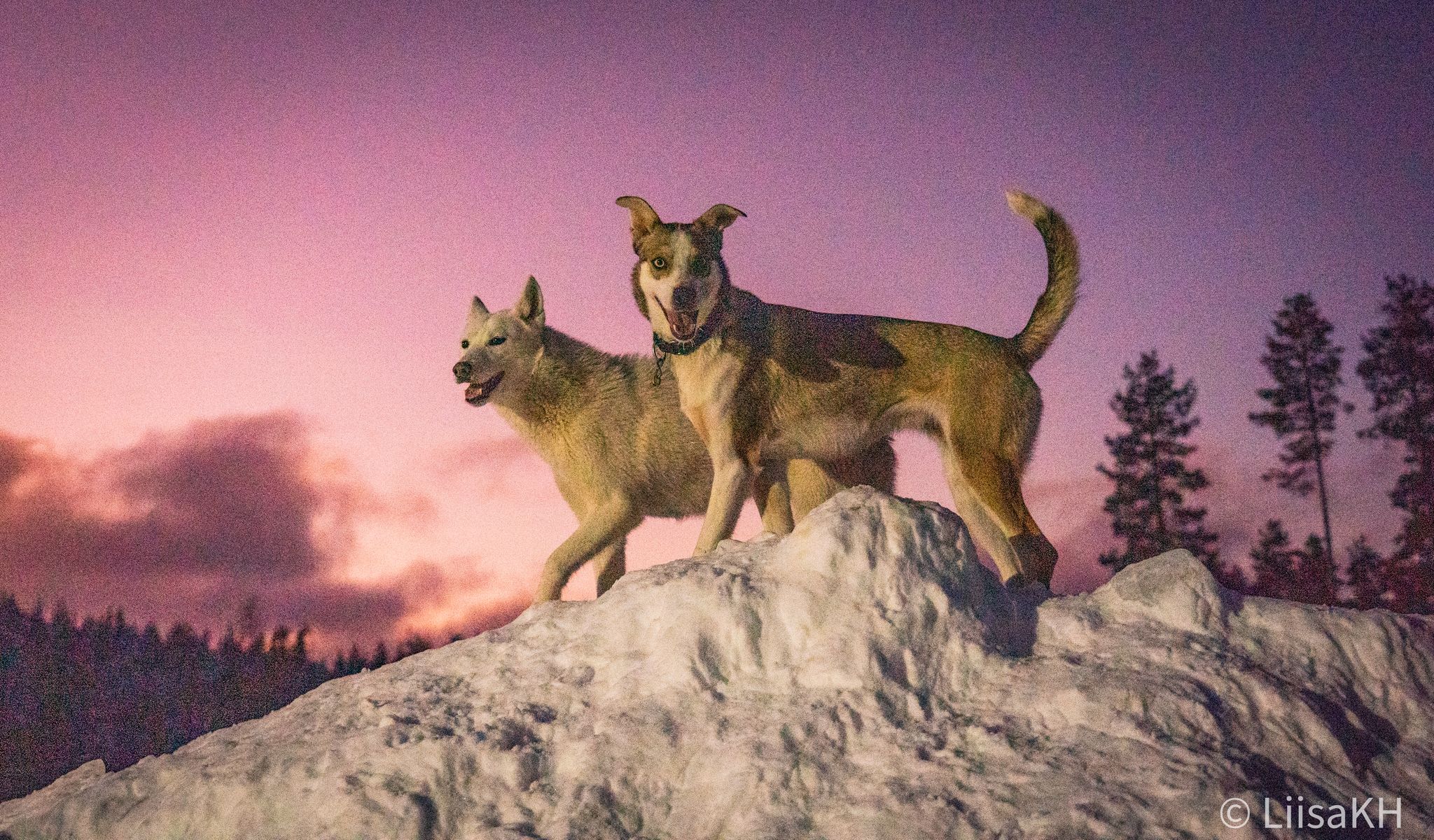 Aurora hunting night tour dog sledding under Northern Lights